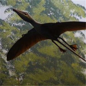 翼龙图片