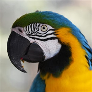 五彩金刚鹦鹉图片