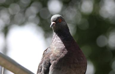 野鸽