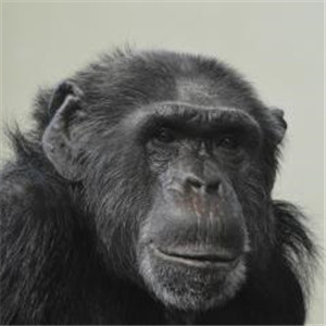 黑猩猩图片