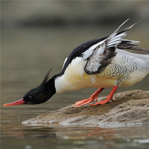 中华秋沙鸭图片