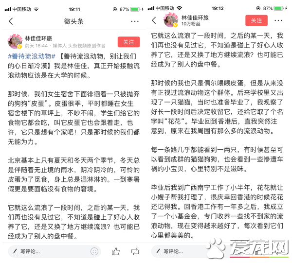 今日头条携手它基金 共同呼吁善待流浪动物