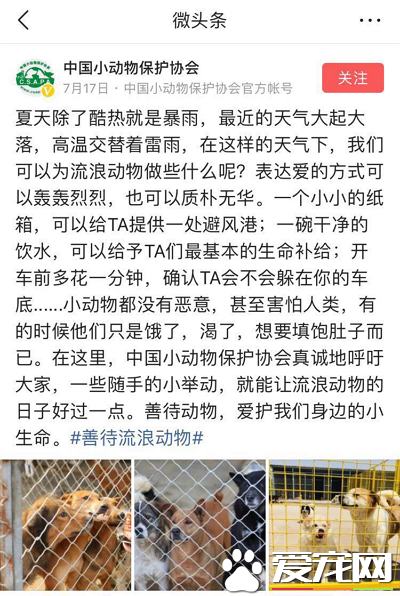 今日头条携手它基金 共同呼吁善待流浪动物