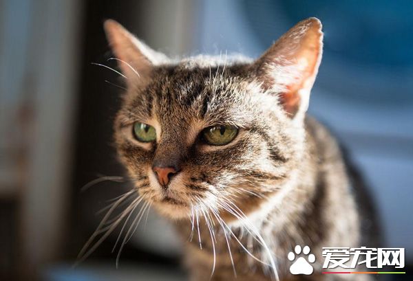 养猫注意事项有哪些 必读的十个小知识