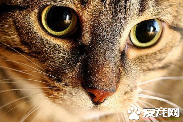 养猫注意事项有哪些 必读的十个小知识