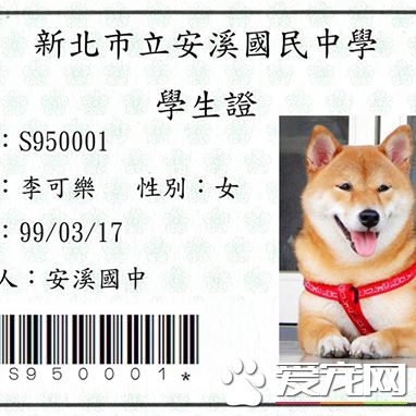 探秘:FACEBOOK上火的一塌糊涂的八只网红柴犬