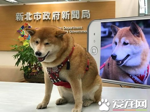 探秘:FACEBOOK上火的一塌糊涂的八只网红柴犬