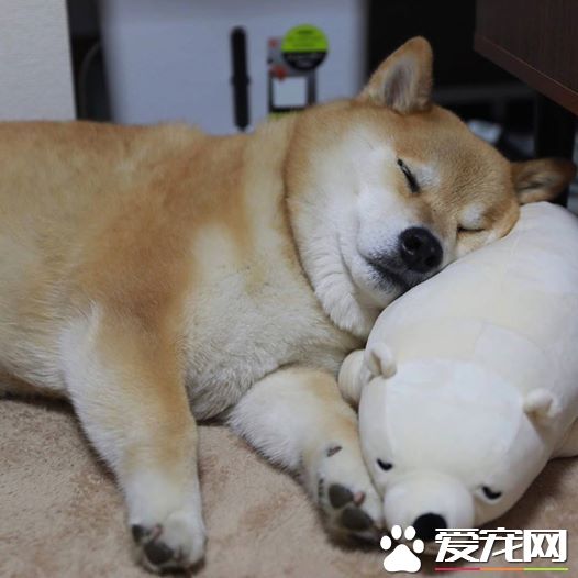 探秘:FACEBOOK上火的一塌糊涂的八只网红柴犬