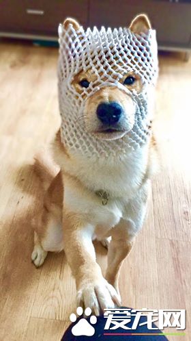 探秘:FACEBOOK上火的一塌糊涂的八只网红柴犬