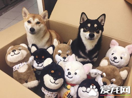 探秘:FACEBOOK上火的一塌糊涂的八只网红柴犬