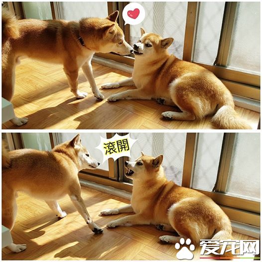 探秘:FACEBOOK上火的一塌糊涂的八只网红柴犬