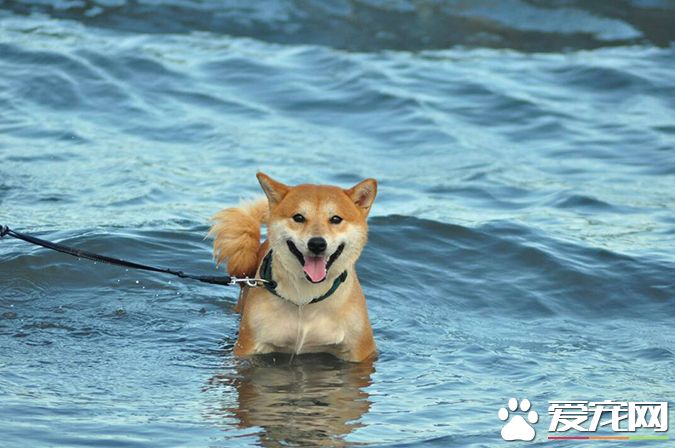 狗有几种颜色 带你探秘各种颜色的狗狗