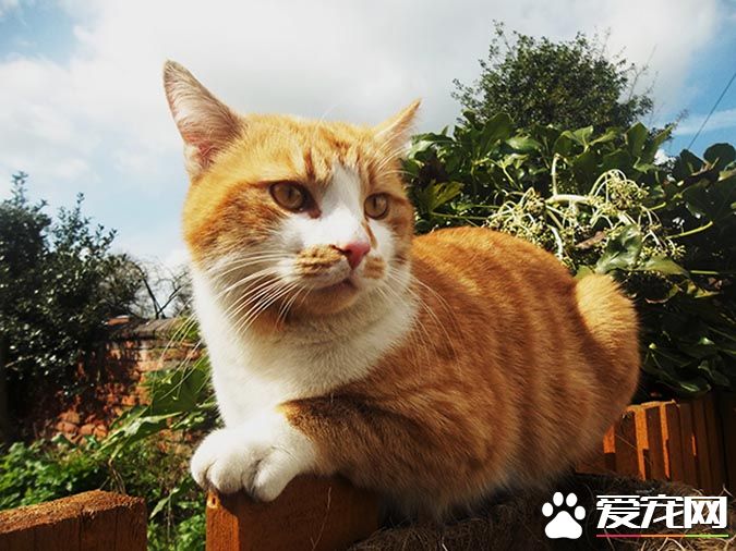 带你解密：猫咪花纹里隐藏的秘密