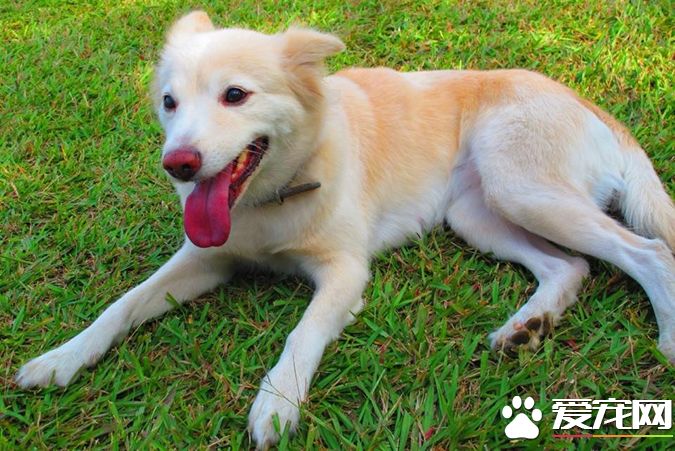 狗有几种颜色 带你探秘各种颜色的狗狗