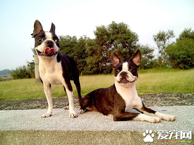 狗有几种颜色 带你探秘各种颜色的狗狗