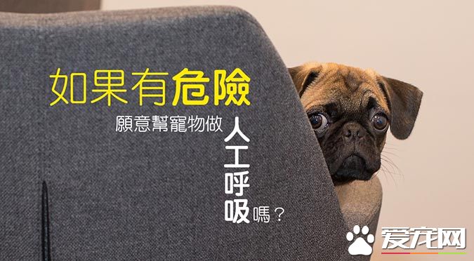 如果有危险，愿意帮宠物做人工呼吸吗？