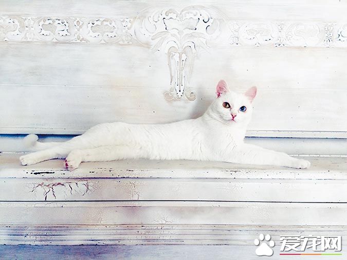 带你解密：猫咪花纹里隐藏的秘密