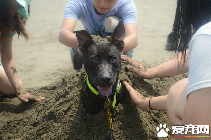 狗有几种颜色 带你探秘各种颜色的狗狗