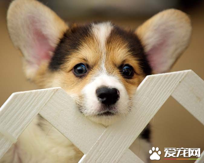 带你揭秘：柯基犬有几个品种 有几个颜色