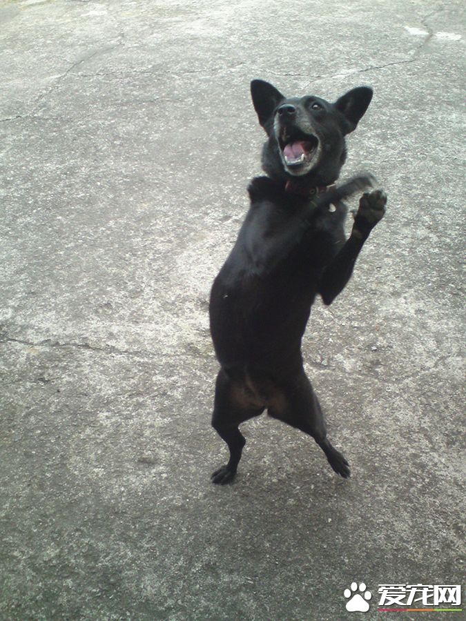 狗有几种颜色 带你探秘各种颜色的狗狗