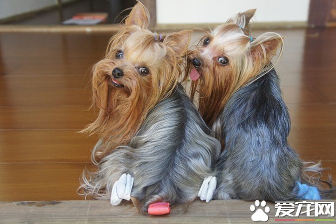 狗有几种颜色 带你探秘各种颜色的狗狗