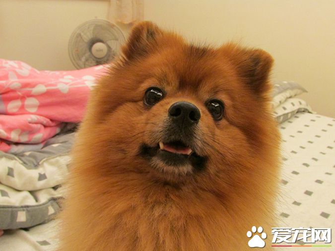 狗有几种颜色 带你探秘各种颜色的狗狗