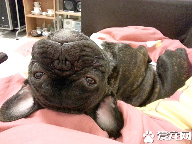 狗有几种颜色 带你探秘各种颜色的狗狗