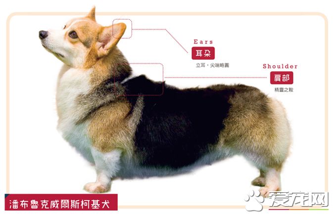 带你揭秘：柯基犬有几个品种 有几个颜色