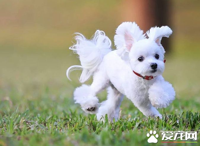 狗有几种颜色 带你探秘各种颜色的狗狗