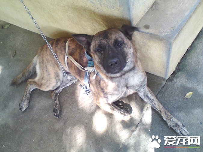 狗有几种颜色 带你探秘各种颜色的狗狗