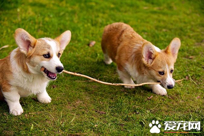 带你揭秘：柯基犬有几个品种 有几个颜色