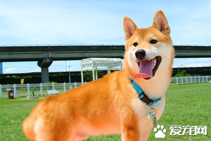 狗有几种颜色 带你探秘各种颜色的狗狗