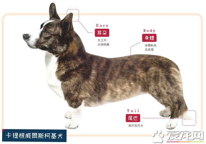 带你揭秘：柯基犬有几个品种 有几个颜色