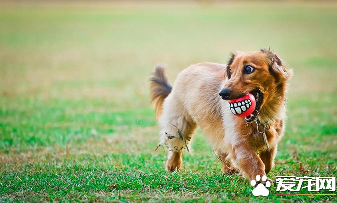 狗有几种颜色 带你探秘各种颜色的狗狗