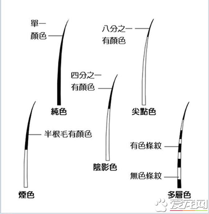 带你解密：猫咪花纹里隐藏的秘密