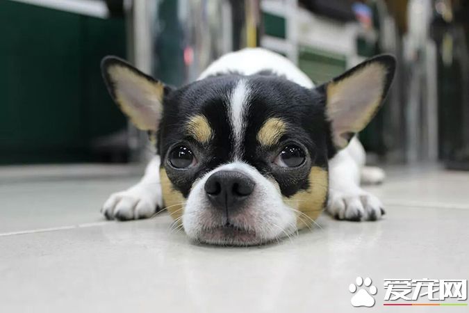 狗有几种颜色 带你探秘各种颜色的狗狗