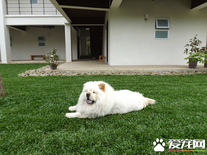 狗有几种颜色 带你探秘各种颜色的狗狗