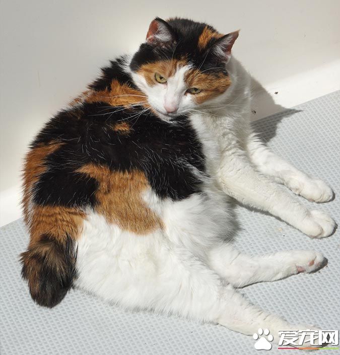 带你解密：猫咪花纹里隐藏的秘密