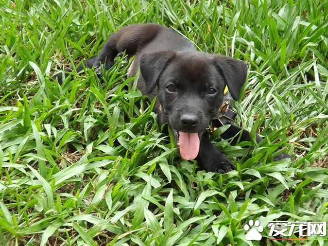 狗有几种颜色 带你探秘各种颜色的狗狗