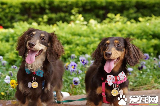 狗有几种颜色 带你探秘各种颜色的狗狗