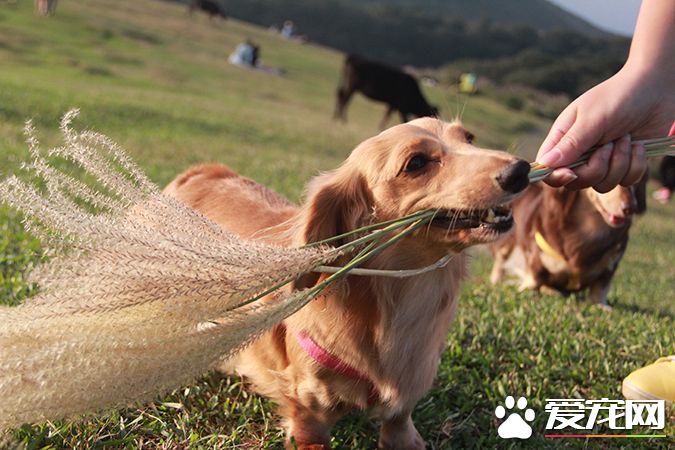 狗有几种颜色 带你探秘各种颜色的狗狗