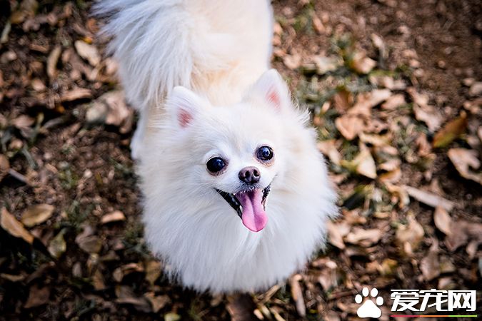 狗有几种颜色 带你探秘各种颜色的狗狗