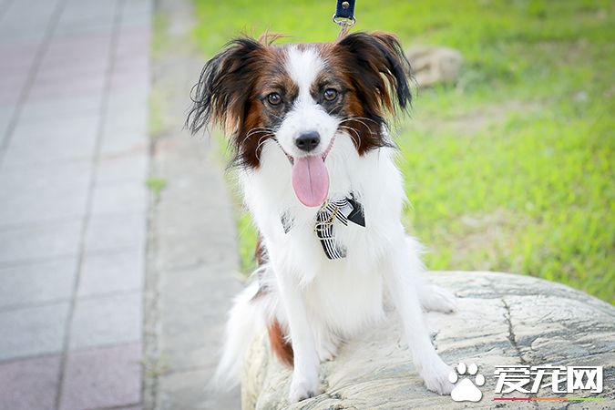 狗有几种颜色 带你探秘各种颜色的狗狗