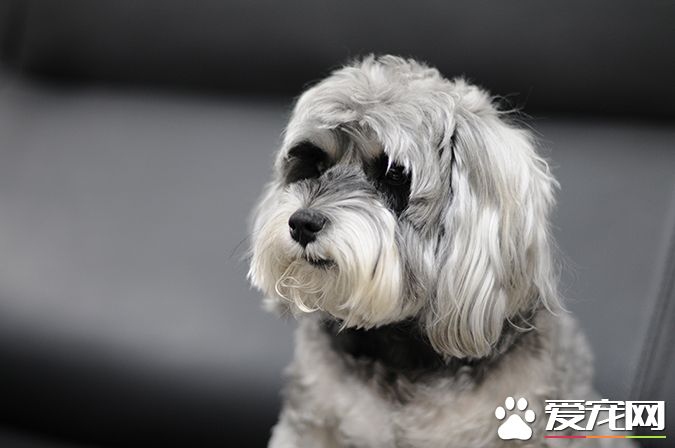 狗有几种颜色 带你探秘各种颜色的狗狗