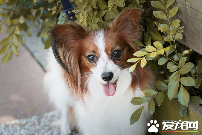 狗有几种颜色 带你探秘各种颜色的狗狗