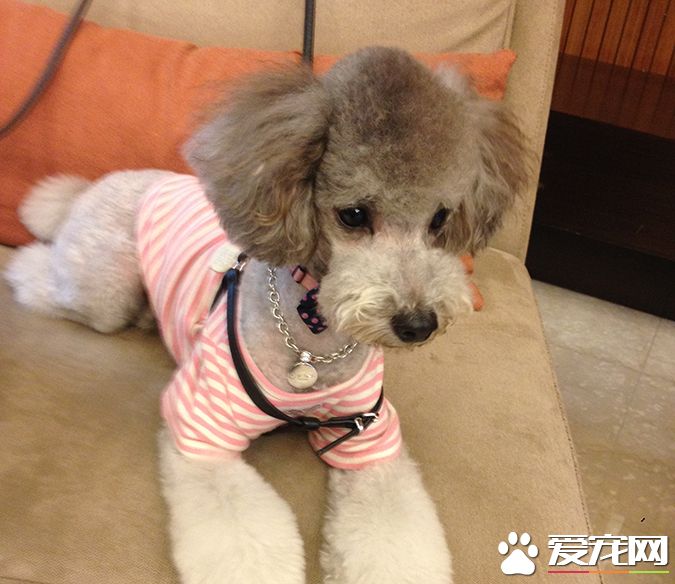 狗有几种颜色 带你探秘各种颜色的狗狗