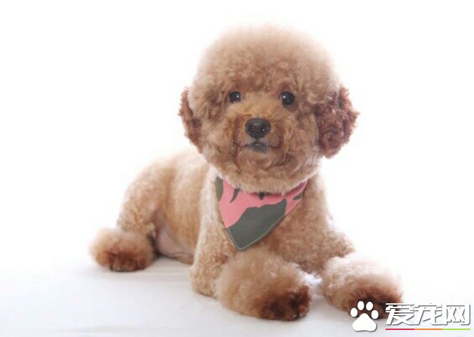 狗有几种颜色 带你探秘各种颜色的狗狗