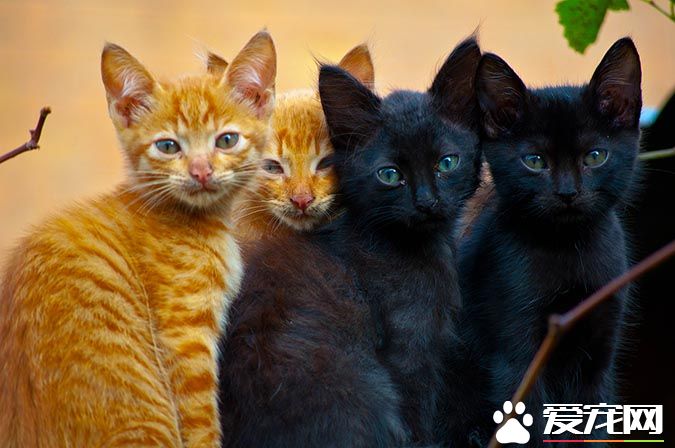 带你解密：猫咪花纹里隐藏的秘密