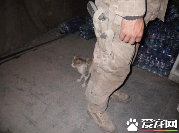 爱猫士兵从阿富汗带小浪喵回国 收编成爱撒娇的家猫