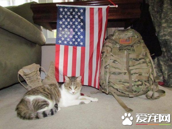 爱猫士兵从阿富汗带小浪喵回国 收编成爱撒娇的家猫